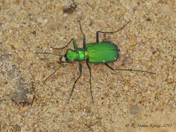 Cicindela sexguttata